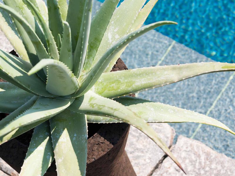 roda-bush-on-outdoor-aussenbereich-meinlamellendach-moebel