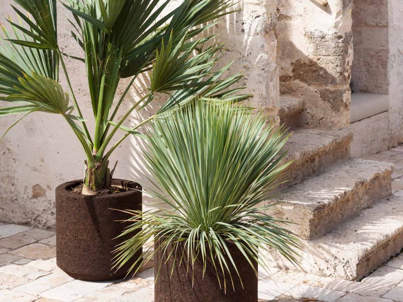 Zwei Pflanzen stehen in zwei Töpfen aus Kork an einem Eingang.